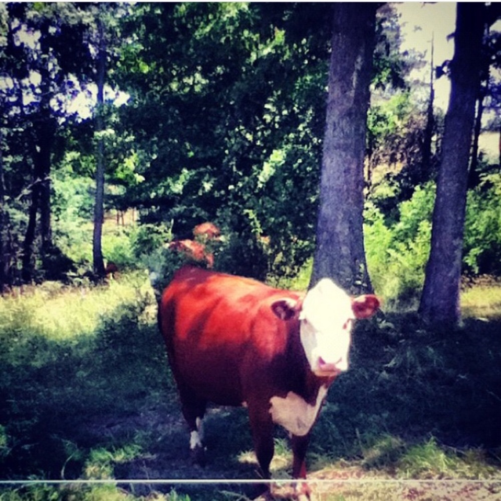 Meet your Posher, Maura